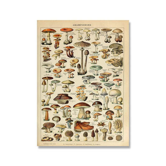 "Lemmikki" Vintage Botanical Prints Canvas Collection